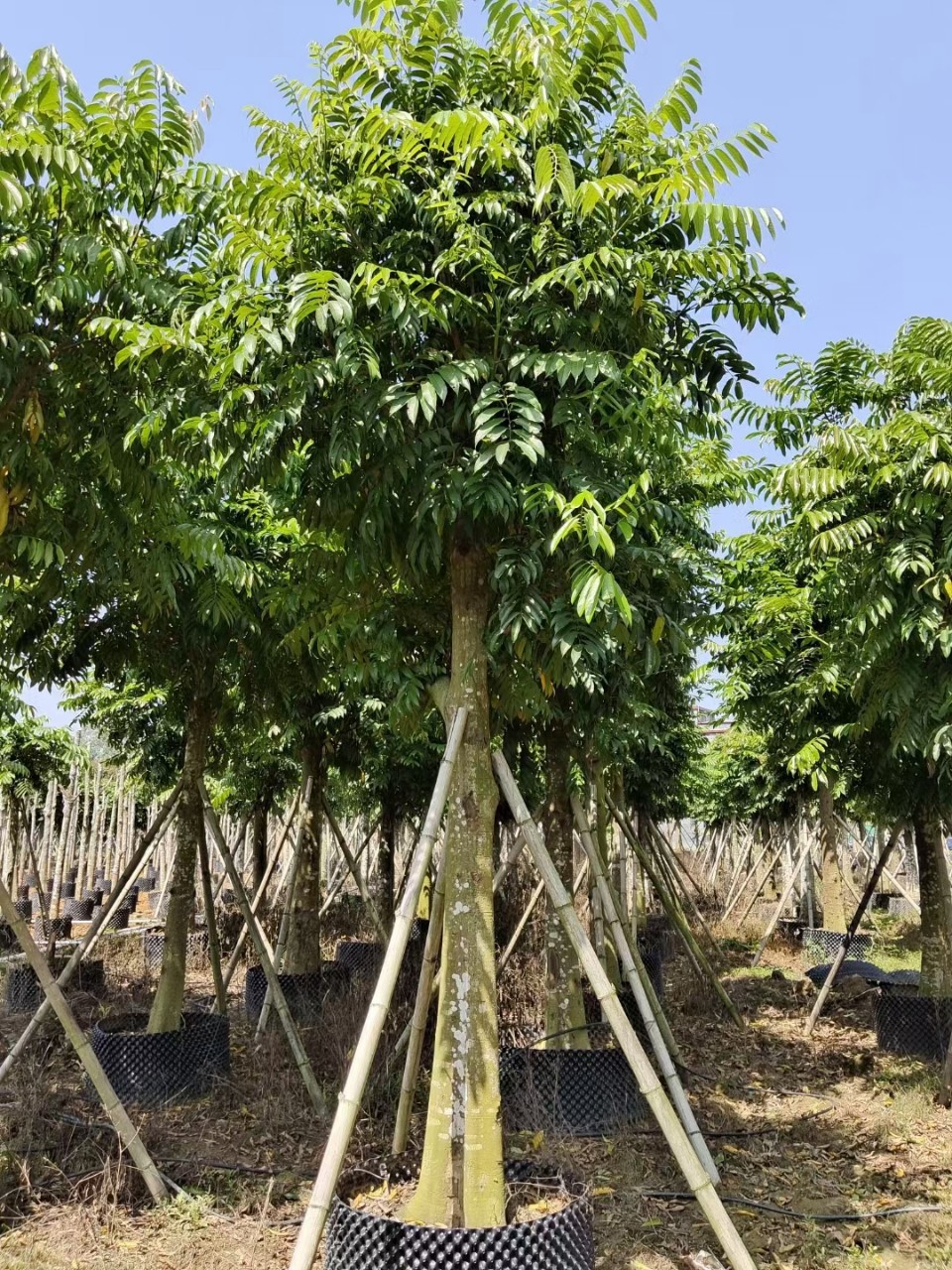 仁面树常绿乔木人面树银稔树工厂市政绿化树-阿里巴巴