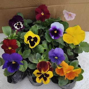Large-Flowered Pansy Winter Cold-Resistant Grass Flower Cat Face Flower Pansy Flower Seedlings Potted Ground Planting Greening Seedlings Multi-Color Free Shipping