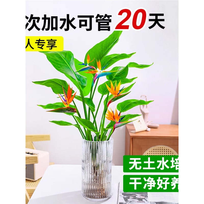 天堂鸟水培植物室内好养盆栽客厅绿植物龟背竹水养富贵竹花卉四季