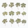 植物压花台灯叶片材料包