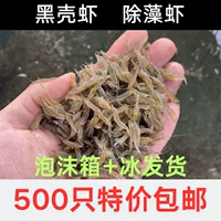 Черный-оболочка удаление креветок, turtle аравана корм свежий, просмотр воды, бесплатная доставка, инструмент удаления водорослей креветка рыба