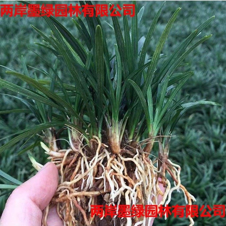 Вилла патио благоустроенные газонные растения Японский карликовый соломинный соломинный соломинный соломник