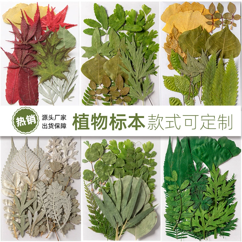 Детский сад листья ручной работы наклейки сушеные цветы тиснение DIY фото наклейки украшение лица настоящие листья образцы растений оптом