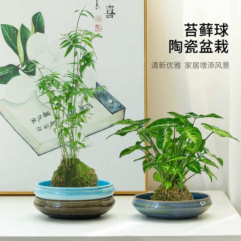 Простая китайская Цзяньшань Цветочная композиция моховый шар гидропонный дисковый лоток керамический специальный цветочный горшок оптовое Украшение Рабочего Стола