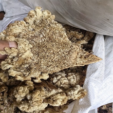 ���u�ڻ��y؛���l֧�ִ��l1000��