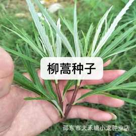柳蒿种子芦蒿种籽 南京特产春季夏季四季种植藜蒿蔬菜水蒿茼