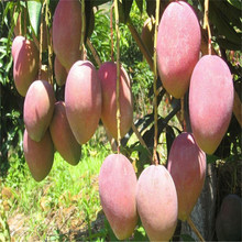 金煌芒果嫁接果树苗 台农桂七四季芒红贵妃凯特芒果树苗地栽盆栽