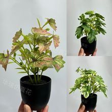 �羳�������������~�ʺ��~�Gֲ�[���Ҿ��bGֲ���l�߶˼Ҿ�