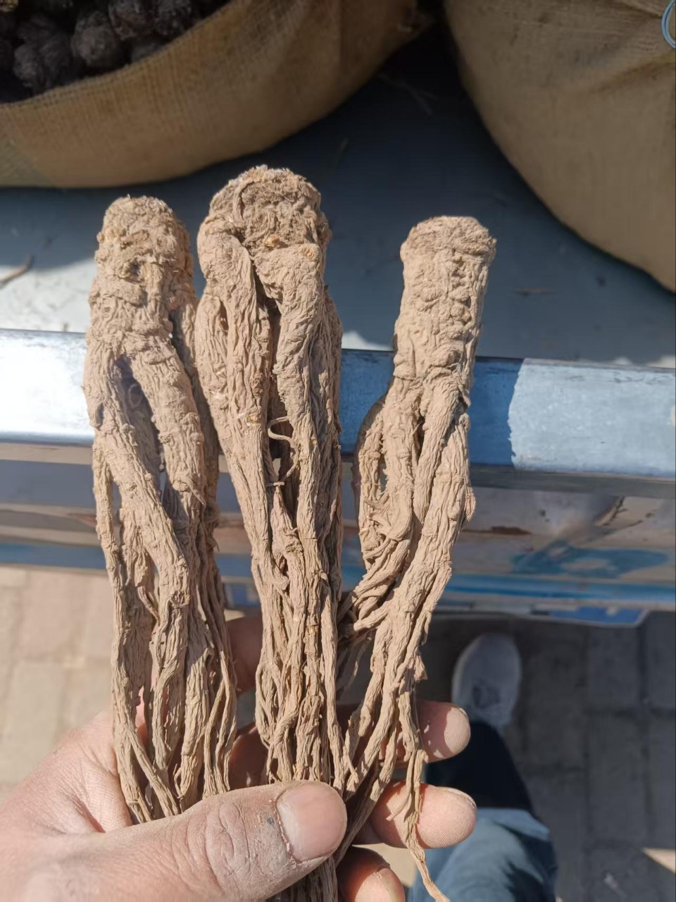 Whole Root Dried Angelica from Min County, Gansu, Sulfur-Free, Direct from the Place of Origin, and Processing of Angelica as Chinese Medicinal Herb detail image