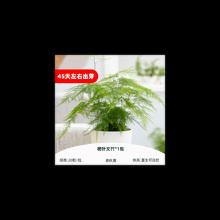 Dense-Leaf Asparagus Seeds 20 Landscape Cloud Bamboo Seeds Indoor Desktop Potted Green Plants All Year Round Youthful Autumn Sowing