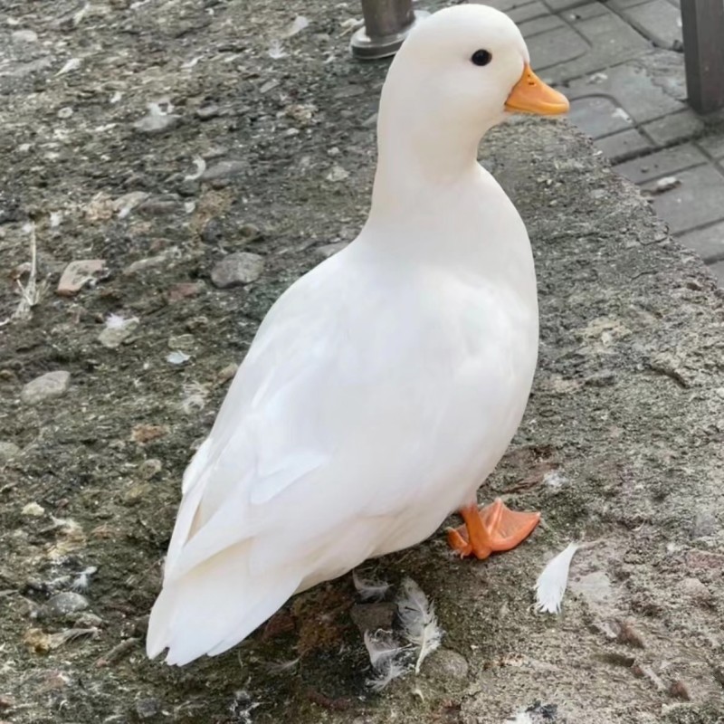 11e38b7839a2cb084bfad4fd61d914