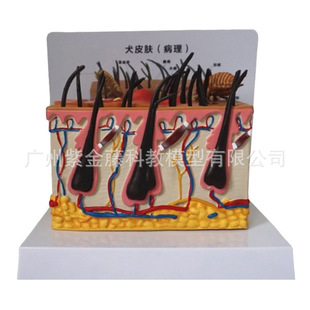 Dog Skin Model Canine Epidermis Dermis Subcutaneous Tissue Anatomy Flea Animal Teaching Aid Canine Pet Medical