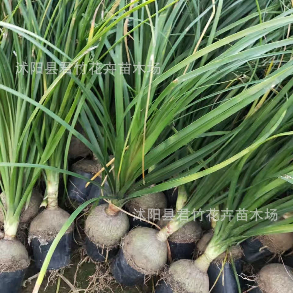 Бутылка вина Орхидея бонсай большой саженец, также известный как дерево ноги слона, Крытый Рабочий стол морозостойкий хорошие цветы зеленые растения маленькие и прекрасные