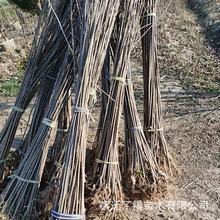 ���ݳ�ɽС���ɹPֱ�M������ͥԺ�쾰�_��ֲ��Ҏ���Rȫ���ݳ�ɽ