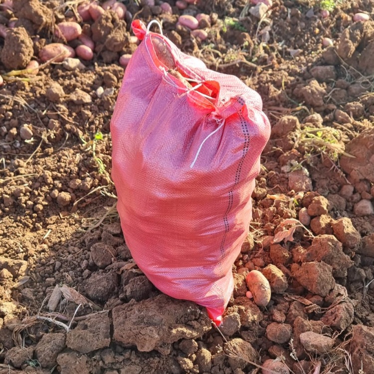 Fabricante de exportación directa calidad América del Sur Rusia Europa especial bolsa de papas bolsa de cebolla 25kg puede perforar