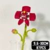 Phalaenopsis B6