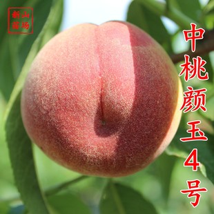 �����N�硾���4̖���硿6�������������t��ܛ�������4̖��