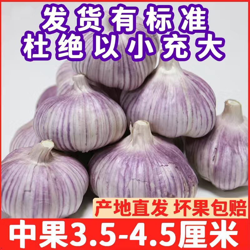 紫皮と赤皮の新鮮なニンニク、金郷の値下げ、山東省の乾燥ニンニク卸売|undefined