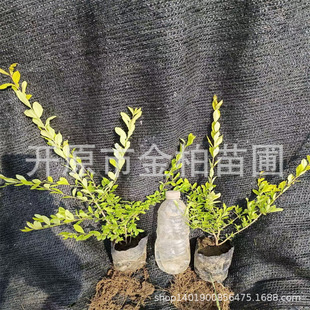 ���~ˮϞ����G�hɫ�K����|�����~ˮϞ�����ͽ��~ˮϞ��