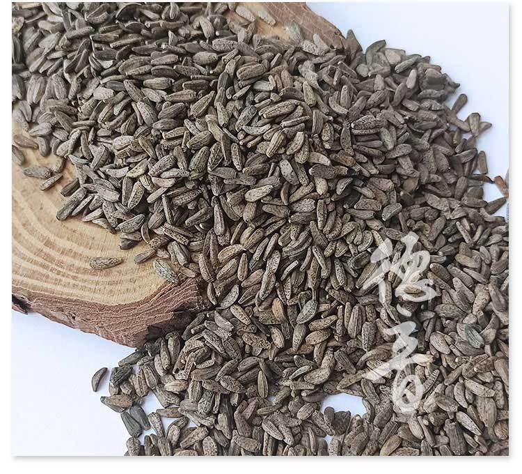 Niubangzi Great Burdock Fruit 500g Dried Arctium lappa Seeds for Traditional Herbal Decoctions quality and texture