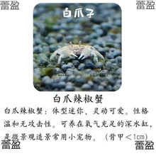 迷你辣椒蟹观赏蟹水族批发小螃蟹相手蟹寄居蟹摆摊活的