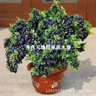 Extra Large Fruit Blueberry Fruit Tree Potted Ground Blueberry Saplings Planted in the North and South Rabbit Eye Blueberry Courtyard Cold-Resistant Fruit