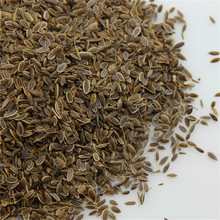 莳萝子瘪谷茴香千里香茴香子中药冷背籽药批发源正产地新货量大优