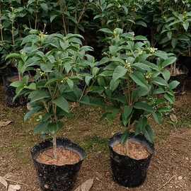 桂花树苗四季桂盆栽室内花卉植物金桂丹桂庭院大树浓香型绿植开花