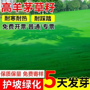 Imported Lawn Seeds, Four-Season Green, Cold-Resistant, Drought-Resistant, High-Fescue Slope Protection, Trampling-Resistant, Courtyard Greening, Pruning-Free Grass Seeds