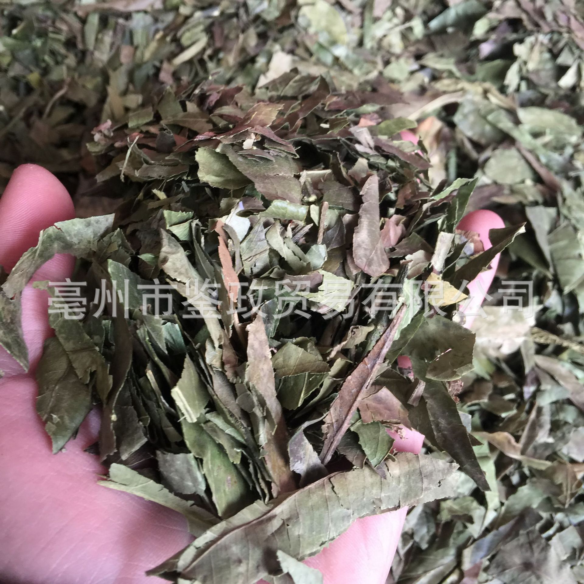 Dried Tangerine Leaf Ye Zi Loose Raw Herb 500g for Decoction and Tea quality and texture