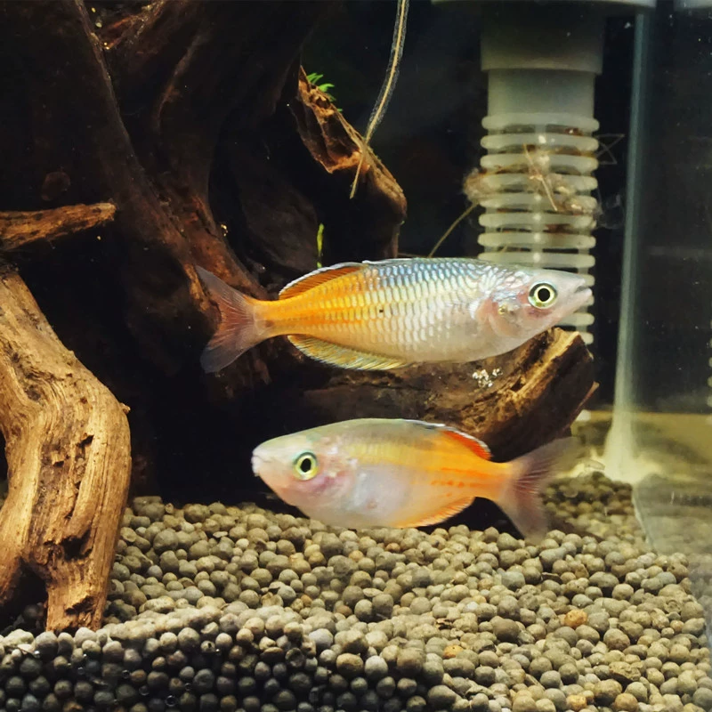 Каменная Русалка Электрический свет Русалка Неоновый зеленый Конго Русалка Маленькая тропическая рыба Декоративные рыбы Пресноводные живые рыбы