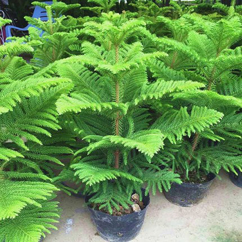 Plantas de pinos de abeto austríaco flores bonsai sala de estar patio balcón flores verdes maceta perenne árbol de Navidad