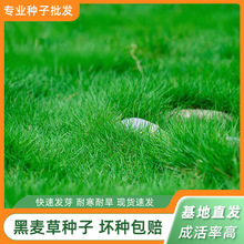 黑麦草种子多年生耐寒草坪草籽四季常青护坡固土工程绿化专用