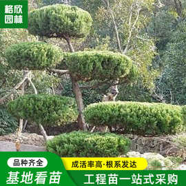 造型龙柏树苗批发道路两旁工程绿化苗木园林色块绿化景观龙柏树