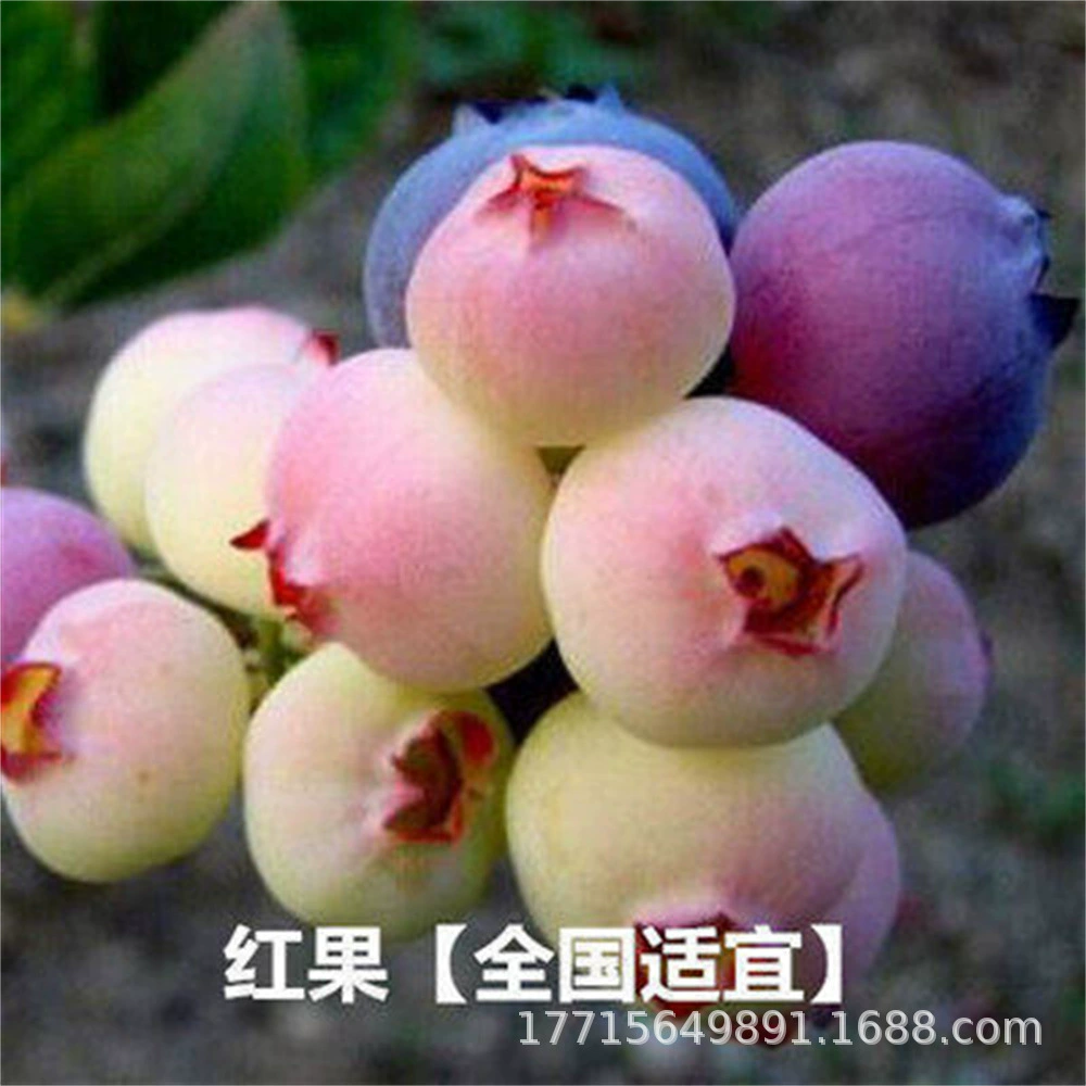 Плантация в горшке Изумруд Нанда Черника Рассада Посадка Туман Голубой Fung Герцог Кроличий глаз Голубая Слива Плоды Рассада на юге и севере