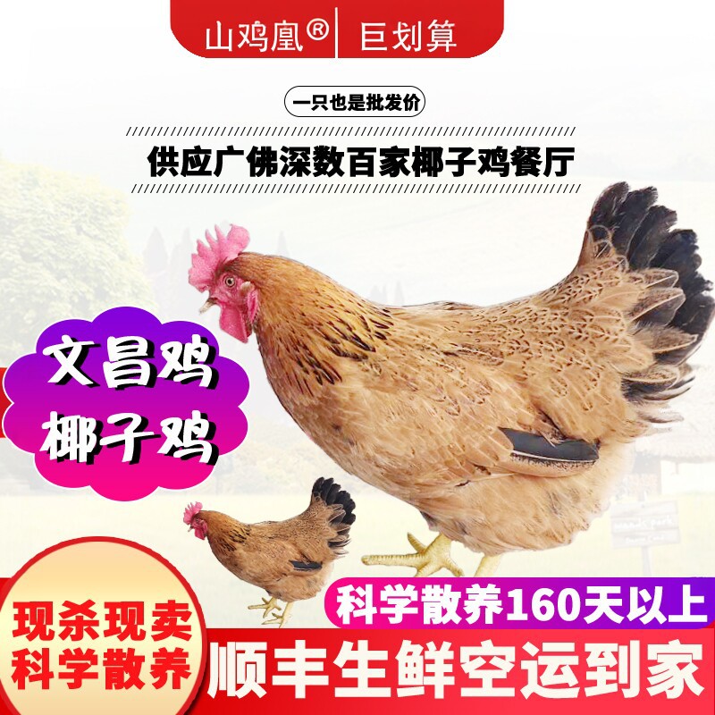 文昌鸡生鲜海南文昌鸡椰子鸡火锅土鸡源头直供餐厅供应链批发顺丰