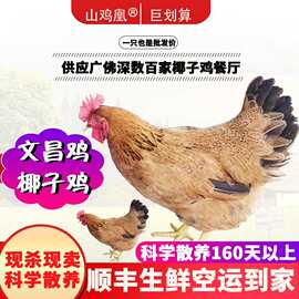 文昌鸡生鲜海南文昌鸡椰子鸡火锅土鸡源头直供餐厅供应链批发顺丰