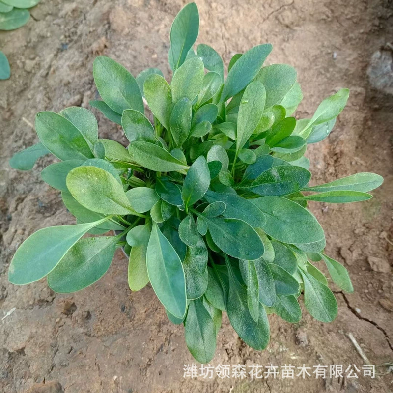 Оптовая продажа высококачественной многозародышевой золотарника, цветов для зеленения водных объектов, крупноквашечного золотарника, многозародышевой озерной травы, цветочного морского пейзажа