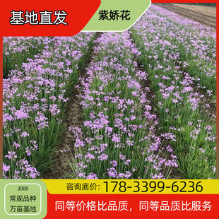 Purple Flower Seedling Potted Base Planting, Four-Season Flowering, Courtyard Planting, Green Plant Project, Greening Seedlings, Easy to Breed