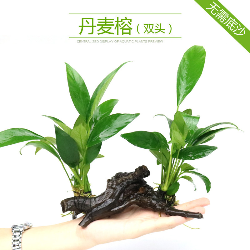 水槽造園パッケージ、水ヤシ、沈木、本物の水、淡水、無土壌植物、酸素化、低パール|undefined