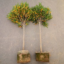 2P80ԭ���𻨘�������ļ�����̨�w������辰��𵤹���Ͱ��¹�