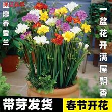 �ͺ���ѩ���ذ�Ũ����С���������ָ��ļ���������ͥԺ����������