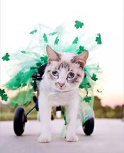 ؈݆��܇��֫؈����Ȱc����������Ӗ����׵����С��؈݆���p����