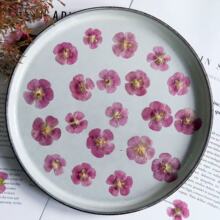 ľ�Ȼ��ɻ�����ֲ��˱��滨���z�֙C������Ѻ��̨���N���沿�b�