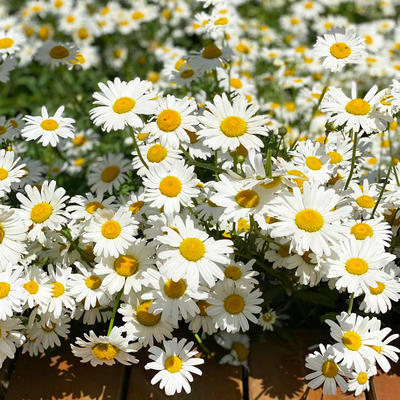 Pequeña margarita, semillas de flores, semillas de flores de manzanilla, siembra en cuatro estaciones, floración, plantación de flores en el balcón interior y exterior, plantación de flores en macetas