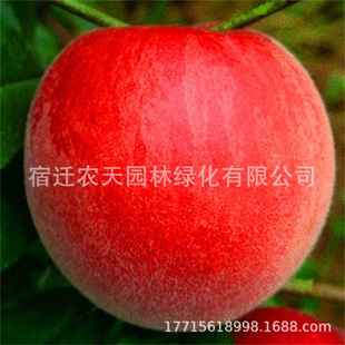 �tӳ������ �����Ҙ� ���Ҙ�����Ҙ������Ե����̨�Nֲ����Y��