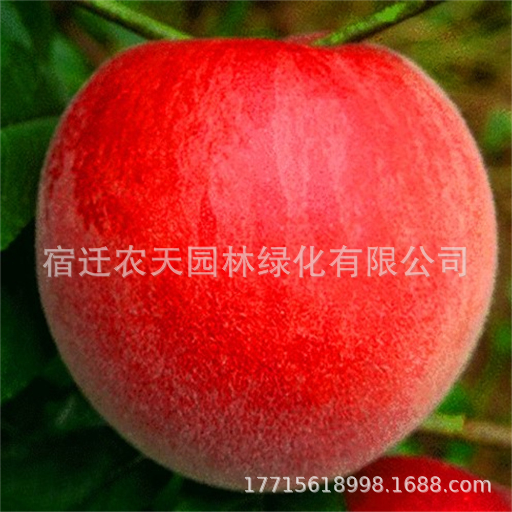 红映寿星桃 寿星桃树 寿桃树寿星桃树苗盆栽地栽阳台种植当年结果