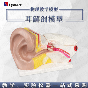 33212 Factory Direct Sales Ear Form Internal Structure Model Junior High School 6 Times Natural Big Ear Anatomy Model
