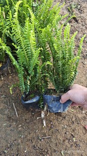 Kidney fern potted seedling base ribs grass greening evergreen ground lawn Kidney fern cold and drought resistance