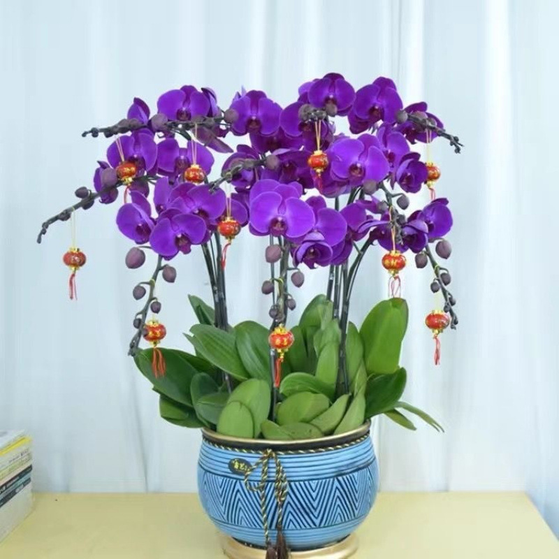 蝴蝶兰花苗便宜处理盆栽兰花大苗客厅室内植物花卉四季开花好养观